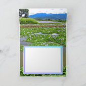 ホテイアオイ カード (内部)