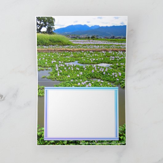 ホテイアオイ カード (内部)