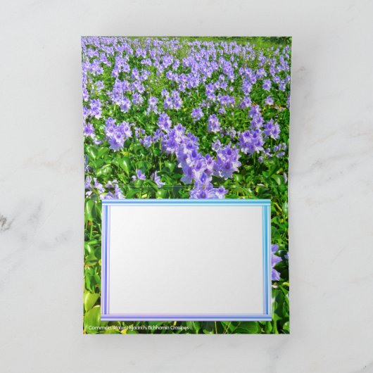 ホテイアオイ カード (内部)