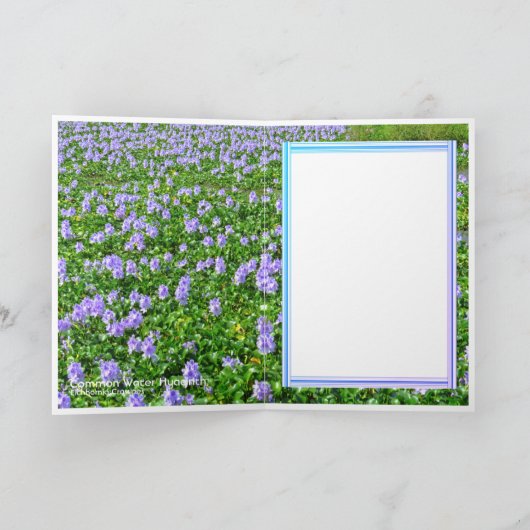 ホテイアオイ カード (内部)