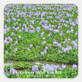 ホテイアオイ スクエアシール