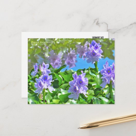 ホテイアオイ ポストカード (正面/裏面インサイチュ)