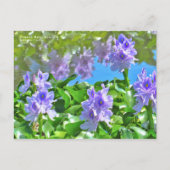 ホテイアオイ ポストカード (正面)