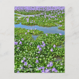 ホテイアオイ ポストカード