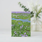 ホテイアオイ ポストカード (スタンド正面)