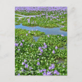 ホテイアオイ ポストカード (正面)