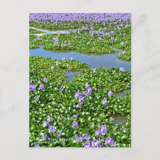 ホテイアオイ ポストカード (正面)