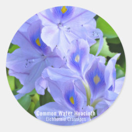 ホテイアオイ ラウンドシール