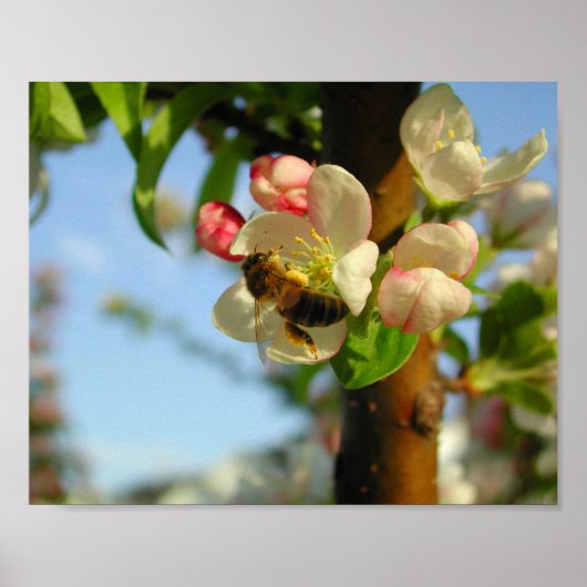 ホニエビー8x10 ポスター (正面)