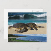 ホヌ、ハワイアングリーンシーウミガメ、オアフ、ノースショア ポストカード (正面/裏面)