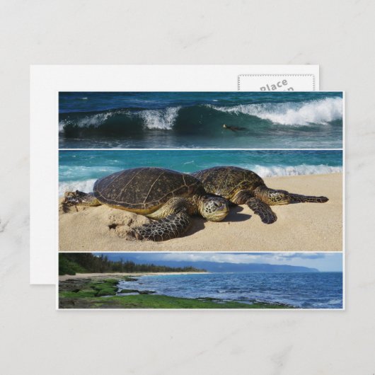 ホヌ、ハワイアングリーンシーウミガメ、オアフ、ノースショア ポストカード (正面/裏面)