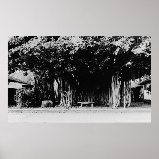 ホノルル,ハワイ – ソーセージツリー ポスター (正面)