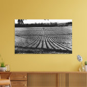 ホノルル,ハワイ – パイナップルフィールドの表示 キャンバスプリント (インサイチュ (リビング))