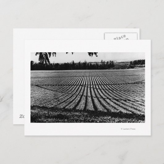 ホノルル,ハワイ – パイナップルフィールドの表示 ポストカード (正面/裏面)