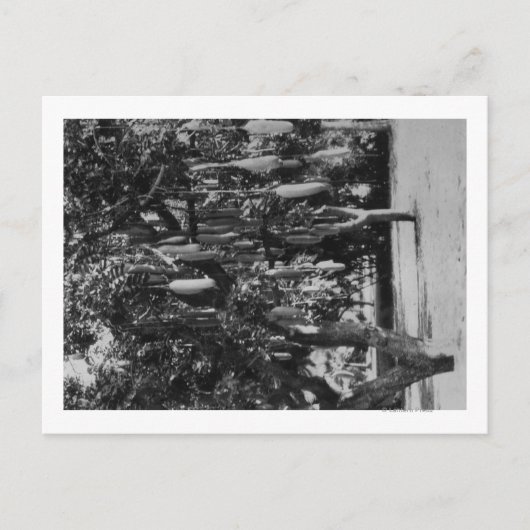 ホノルル， HI – ハワイ大学 ポストカード (正面)