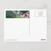 ホバリングハミングバード ポストカード (裏面)