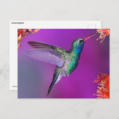 ホバリングブルーグリーンハミングバード ポストカード (正面/裏面)