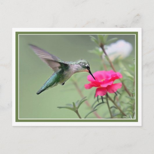 ホバリングランチ ポストカード (正面)