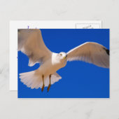 ホバリング ポストカード (正面/裏面)