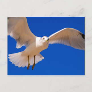 ホバリング ポストカード