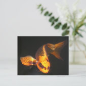 ホバーでコイ ポストカード (スタンド正面)