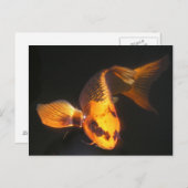 ホバーでコイ ポストカード (正面/裏面)