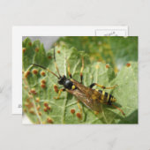 ホバークロバトカード ポストカード (正面/裏面)