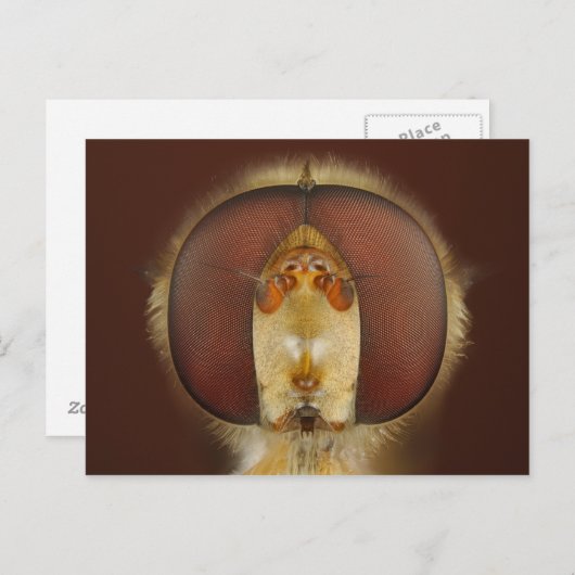 ホバーフライの頭と複眼 ポストカード (正面/裏面)