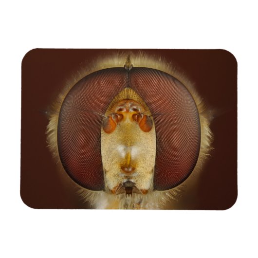 ホバーフライの頭と複眼 マグネット (横)