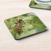 ホバーフライコルクコースター コースター (左側)