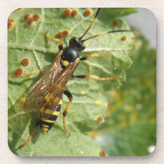 ホバーフライコルクコースター コースター (正面)