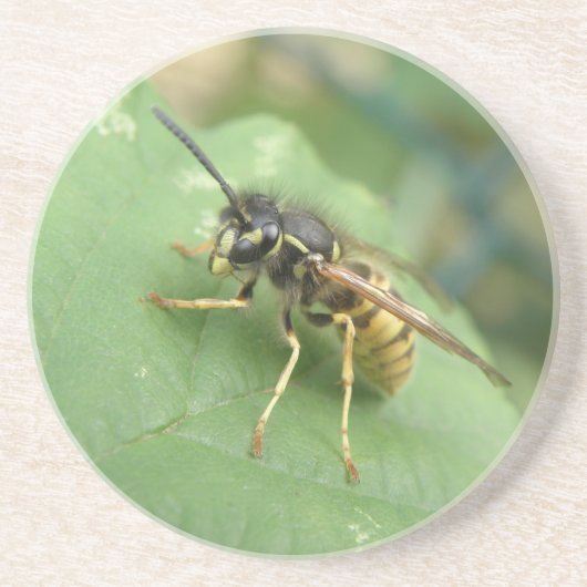 ホバーフライマクロコースター コースター (正面)