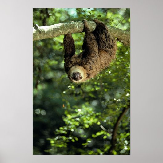 ホフマンの両口のナマケモノ ポスター (正面)