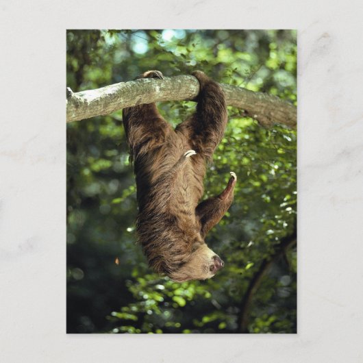 ホフマンの二指スリ ポストカード (正面)