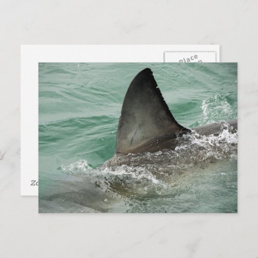 ホホジロザメの背面のエルロン ポストカード (正面/裏面)