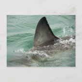 ホホジロザメの背面のエルロン ポストカード (正面)