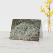 ホホラウィリアムシ – ペヨテ カード (黄色い花)