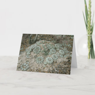 ホホラウィリアムシ – ペヨテ カード