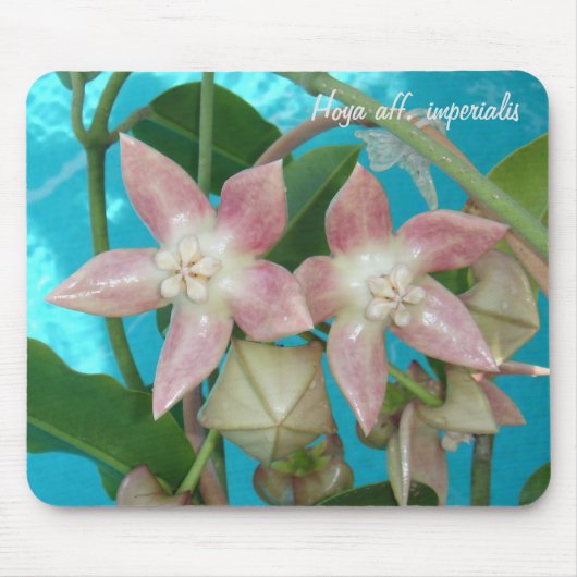 ホヤのaff。 imperialisのマウスパッド マウスパッド (正面)