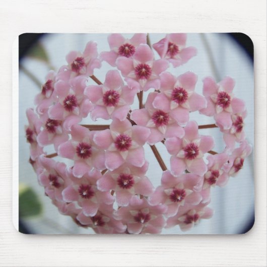 ホヤのcarnosaの三色のマウスパッド マウスパッド (正面)