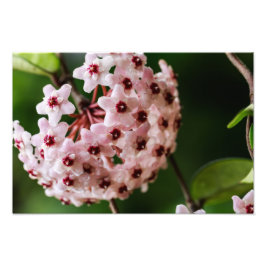 ホヤカルノサ フォトプリント           