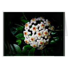 ホヤカード(waxplant)