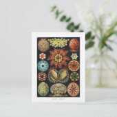 ホヤデスターフィッシュシーウニビンテージポスター ポストカード (スタンド正面)