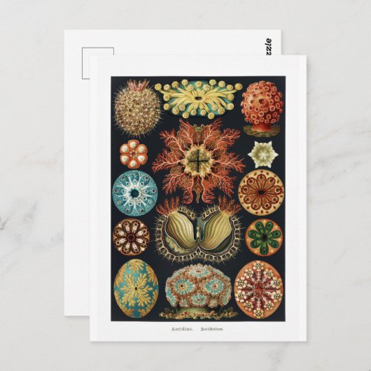 ホヤデスターフィッシュシーウニビンテージポスター ポストカード (正面/裏面)