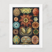 ホヤデスターフィッシュシーウニビンテージポスター ポストカード (正面)