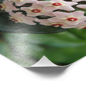 ホヤワックスプラントグローブスター赤と白ズ自然 フォトプリント            (角)