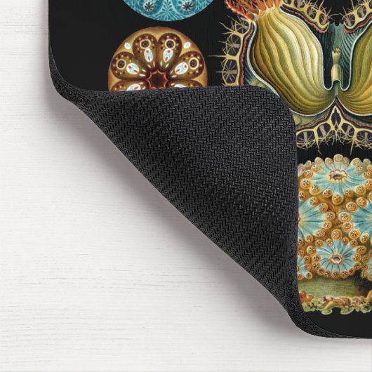 ホヤ綱 マウスパッド (コーナー)