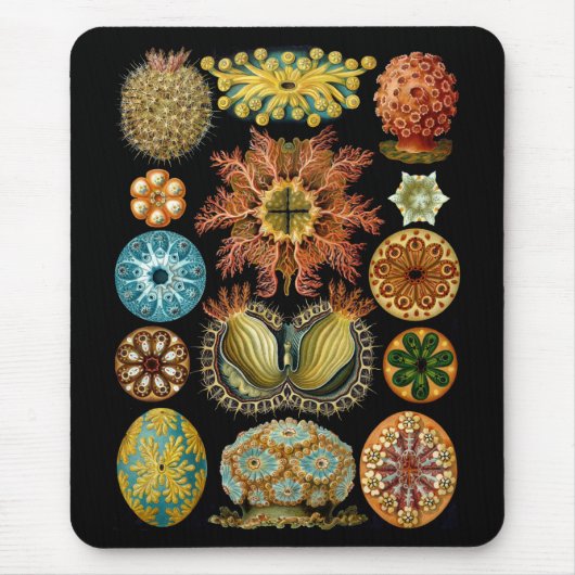 ホヤ綱 マウスパッド (正面)