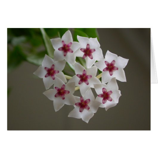 ホヤ・ランセオラタssp。ベラ (正面横)