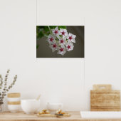 ホヤ・ランセオラタssp。ベラ ポスター (キッチン)